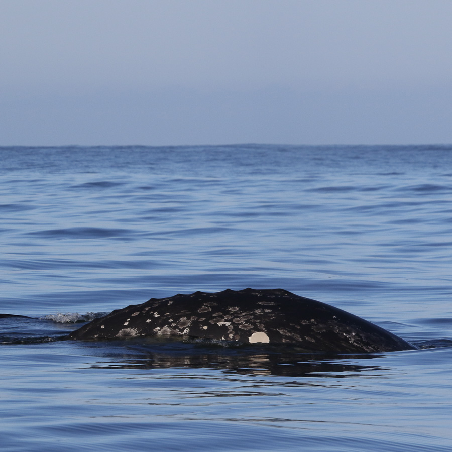 Gray whale noise physiology project