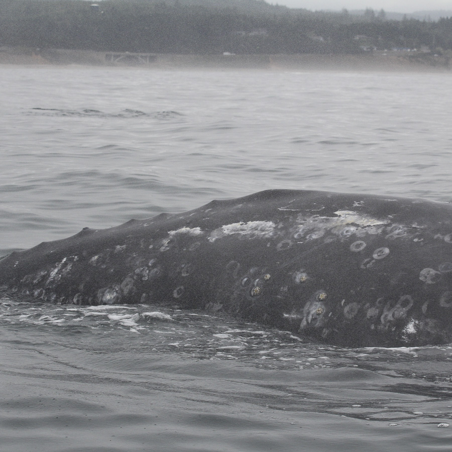 Gray whale physiological response to multiple stressors
