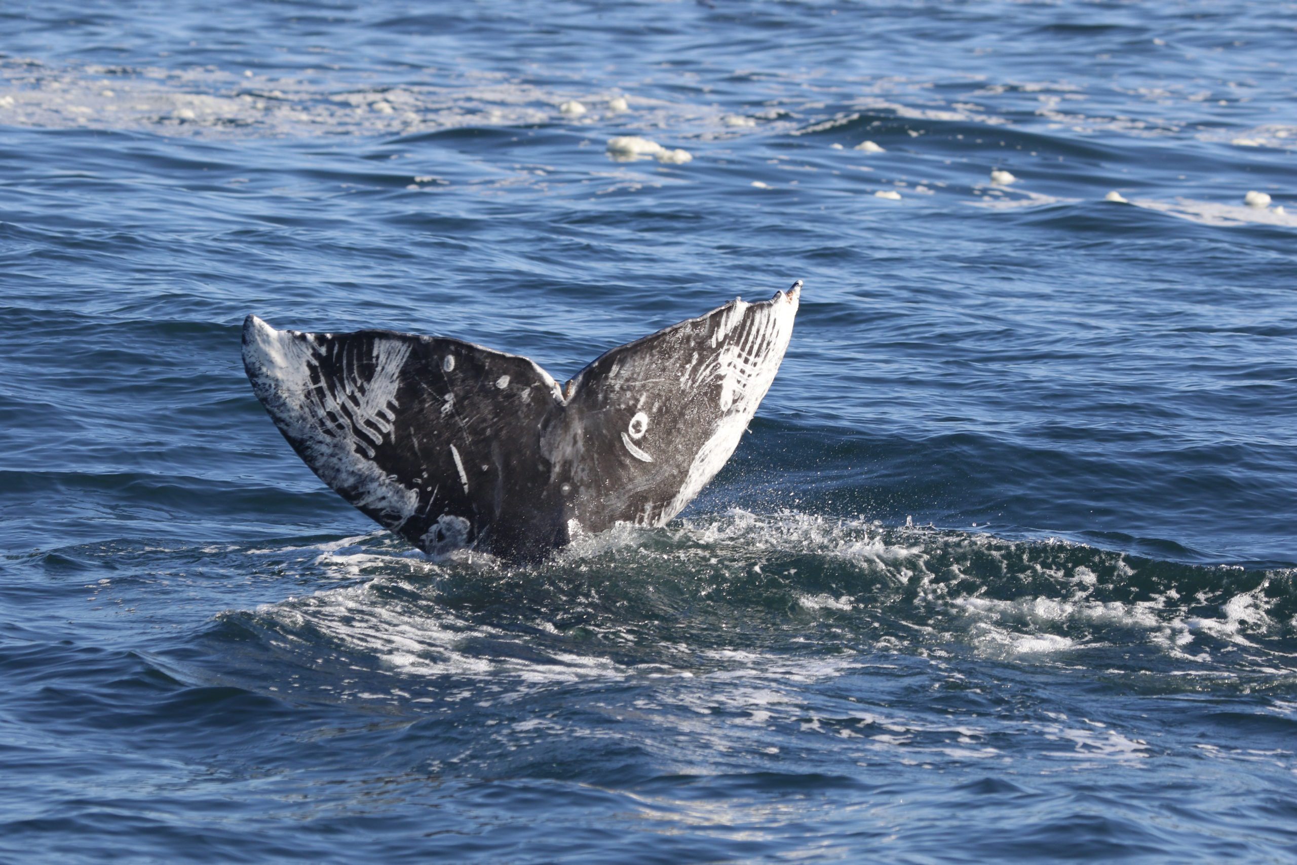 Rake marks likely caused by an attack from a killer whale.