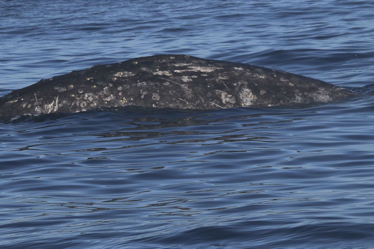 Round dorsal hump.