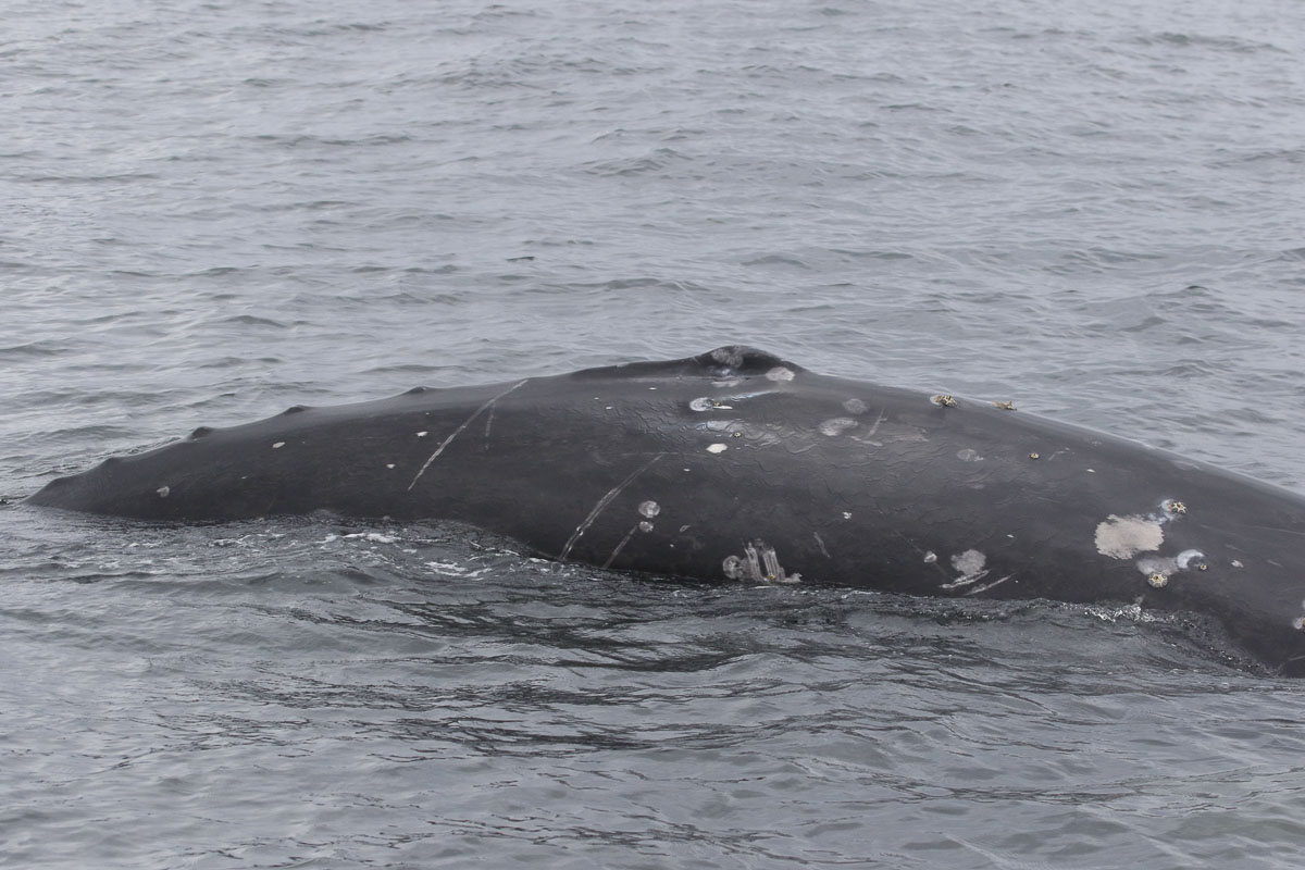 Pointed dorsal hump.