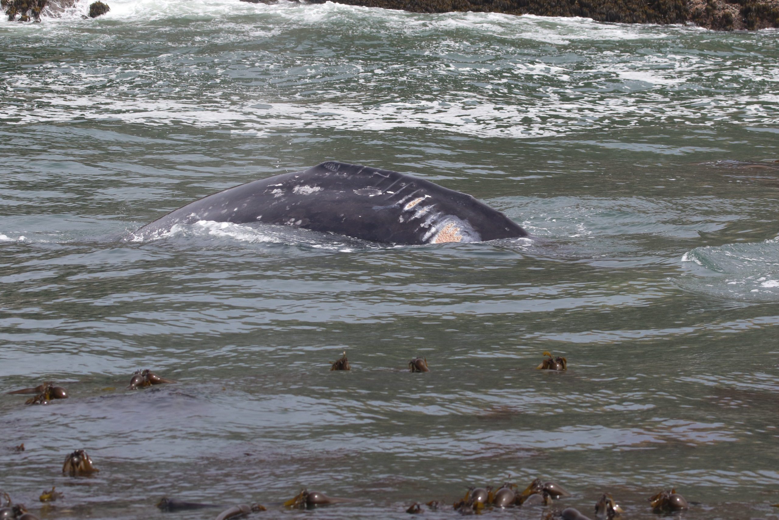 Scarring likely caused by a boat propeller.