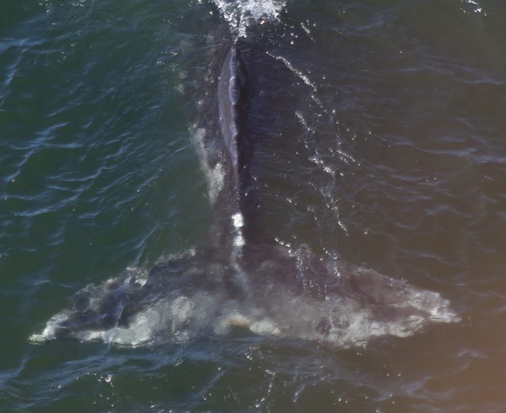 Foraging ecology of gray whales on the Oregon Coast Photo ID